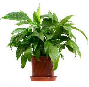 Houseplants absorb hazardous chemicals and help clean indoor air.