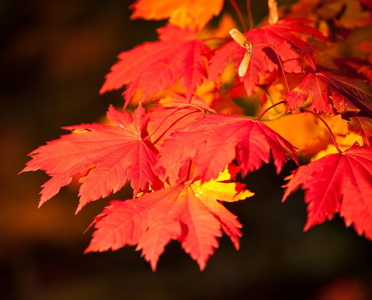 Autumn leaves.